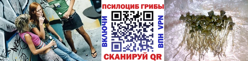 Галлюциногенные грибы MAGIC MUSHROOMS  закладки  Бодайбо 